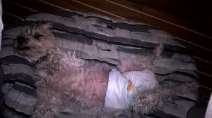 WP_20150922_22_29_38_Pro