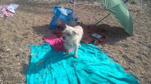 WP_20150920_16_17_42_Pro