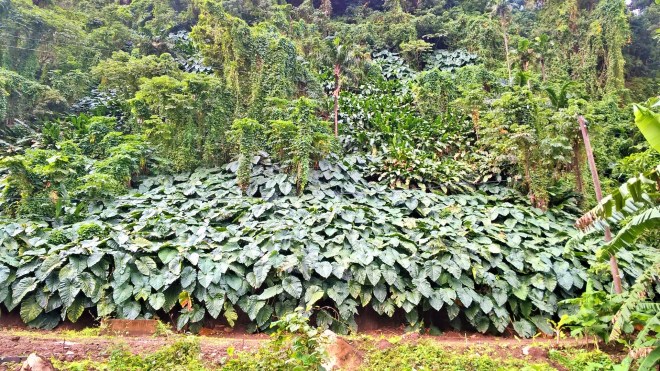 WP_20160109_15_05_29_Pro 1 (2)